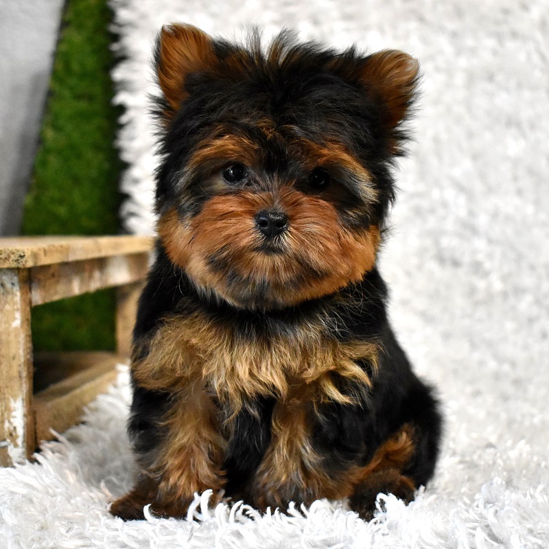 yorkshire terrier puppy