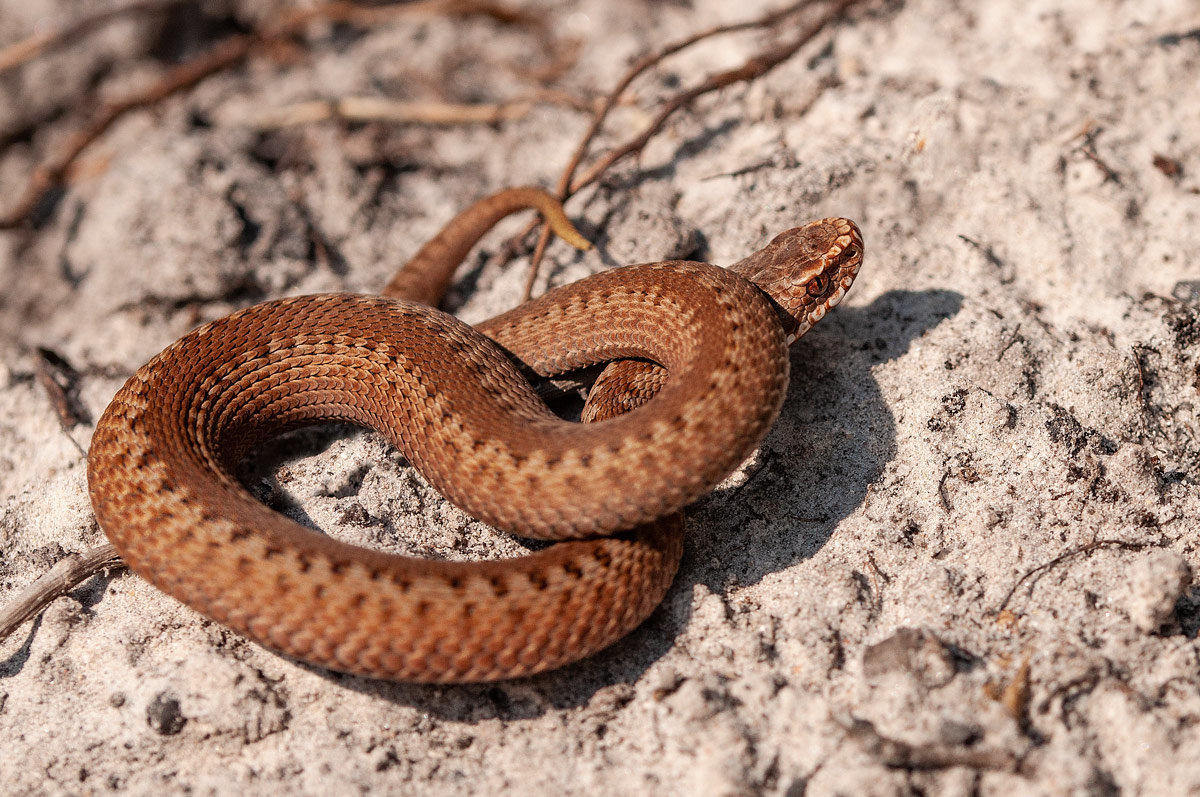 Brown Snakes Virginia