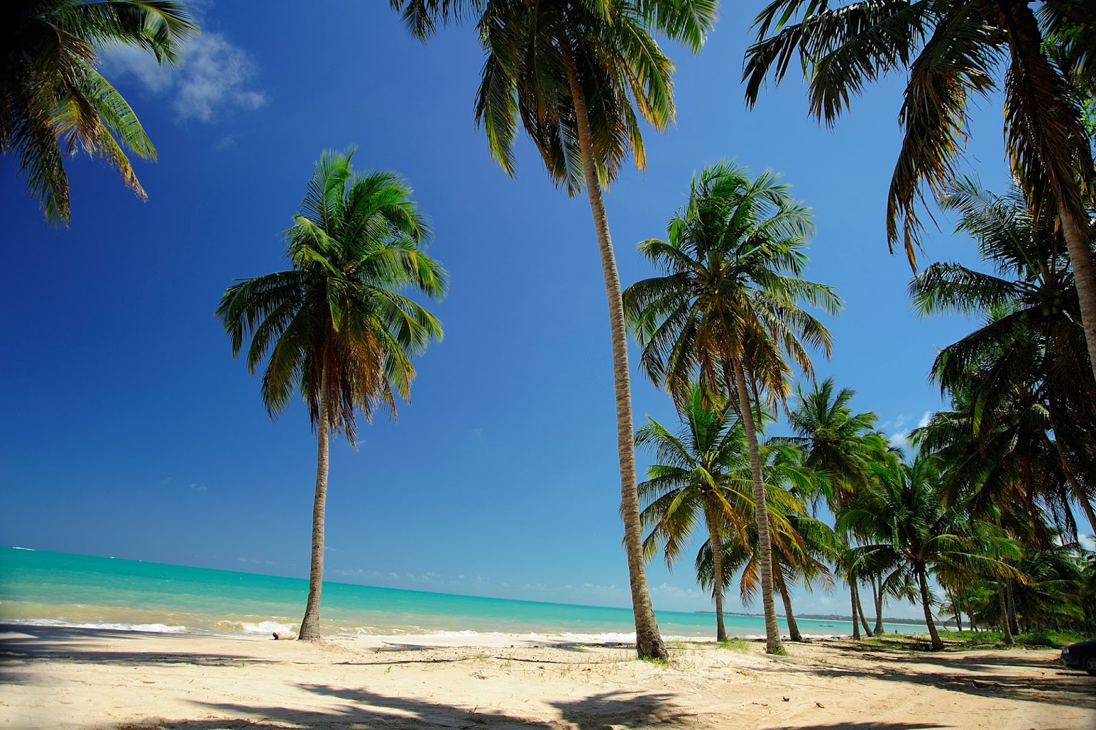 Coqueiros verdes espalhados pela areia branca da Praia de Ipioca. O mar aparece ao fundo, com uma coloração turquesa. O céu está azul e limpo.