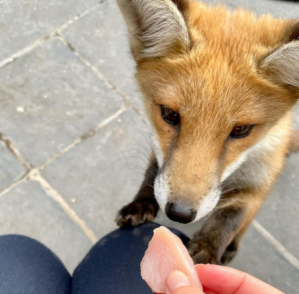 Are Foxes Dangerous to Humans or Pets?