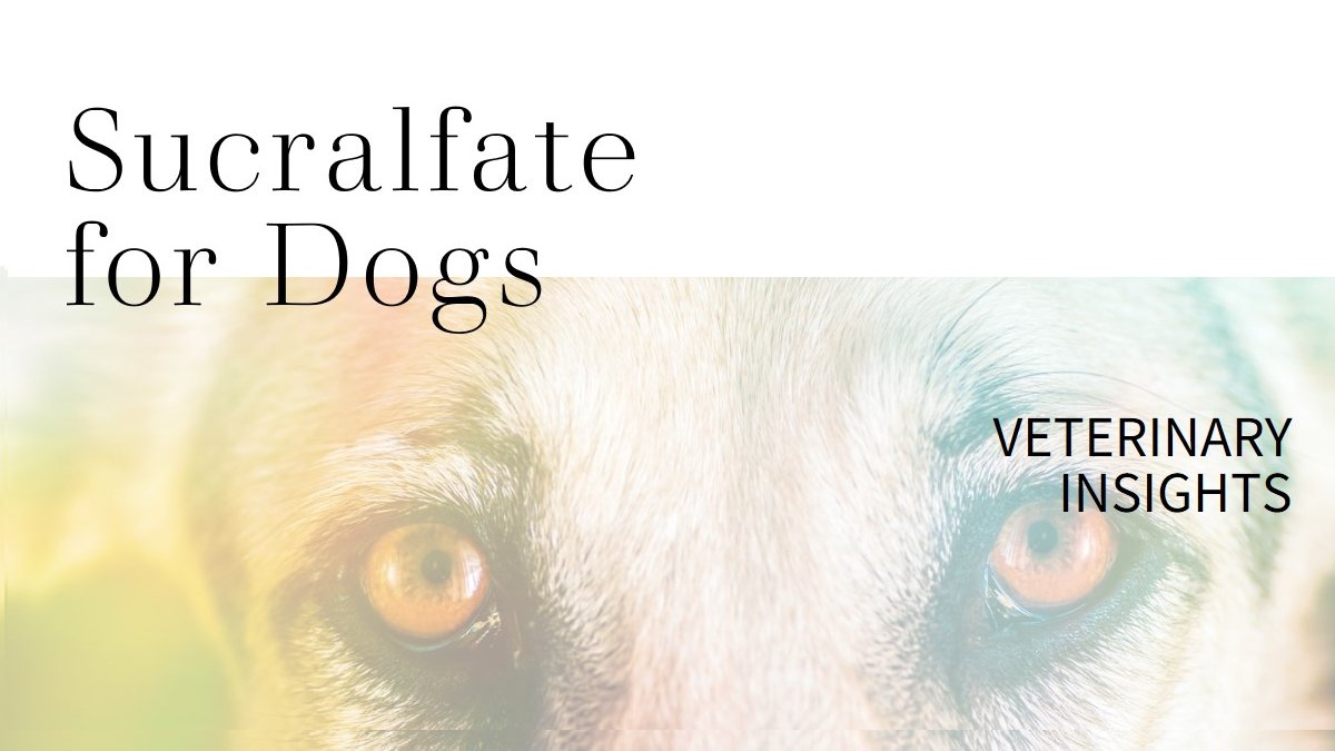 Sucralfate for Dogs Veterinary Insights