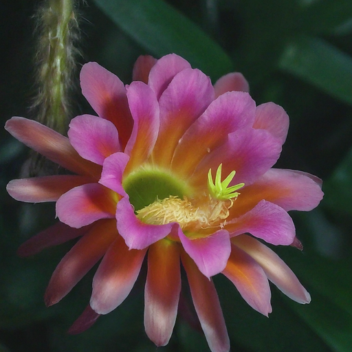 A Feast for the Eyes: Encouraging Cactus Blooms