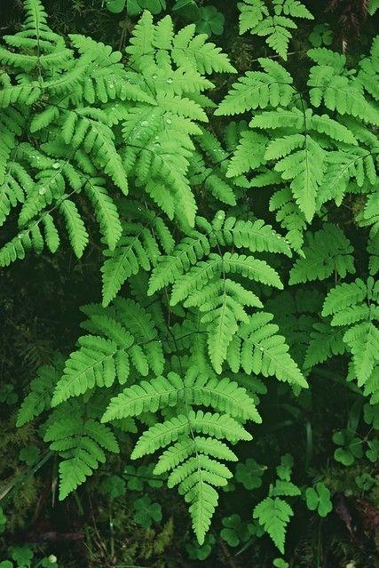 Oak Fern