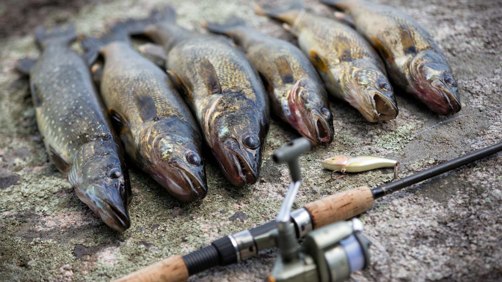 Safe Catch and release practices for walleye fish