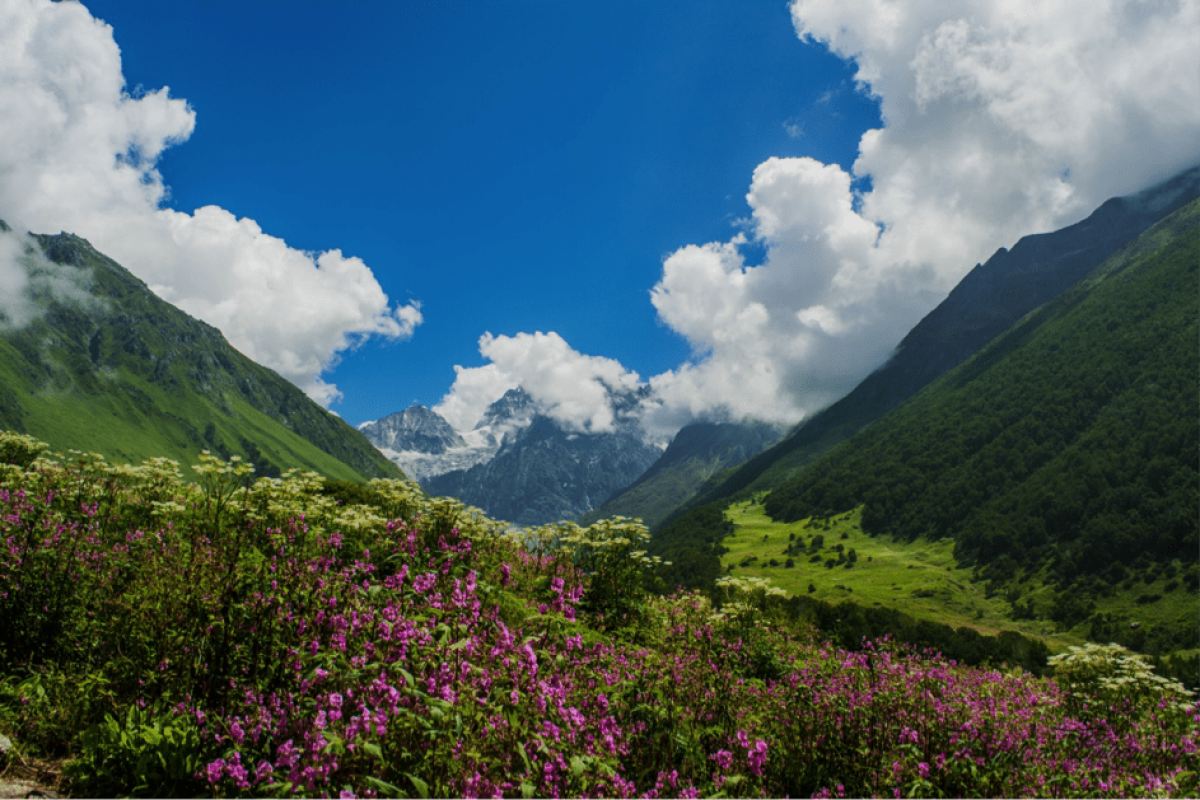 the Valley of Flowers