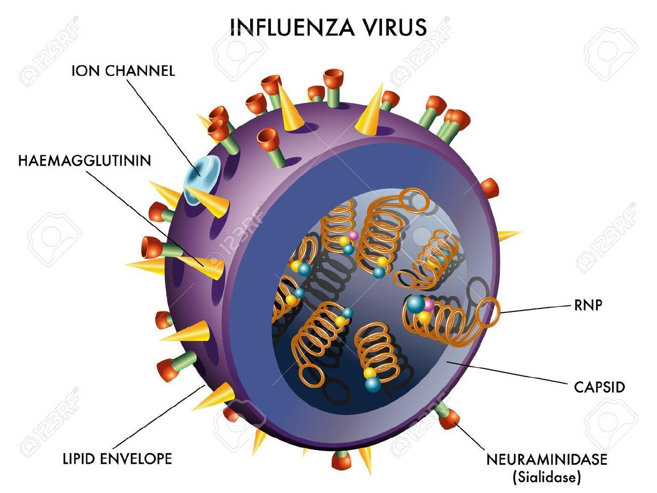 Influenza Virus Royalty Free Cliparts, Vectors, And Stock Illustration.  Image 14776740.