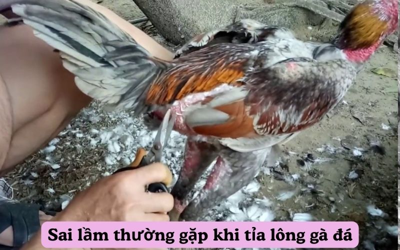 Sai lầm thường gặp khi tỉa lông gà đá