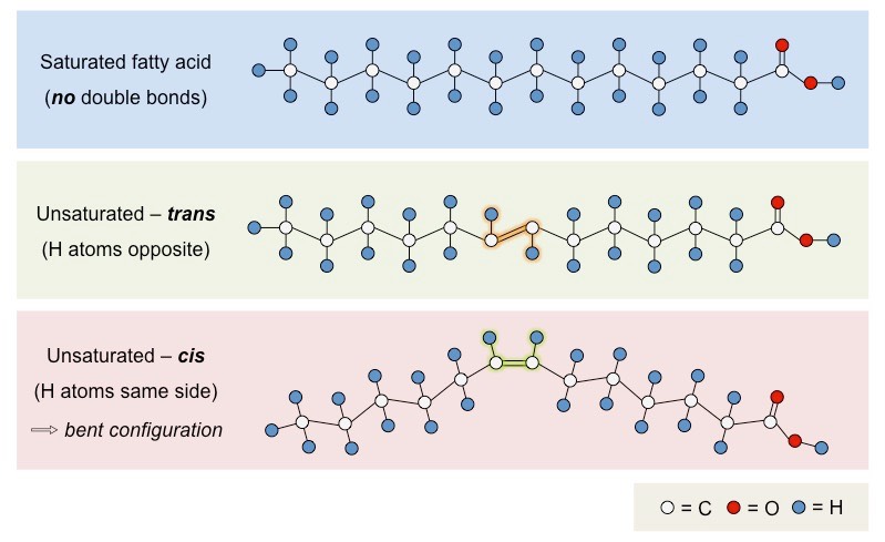 types of fatty acids