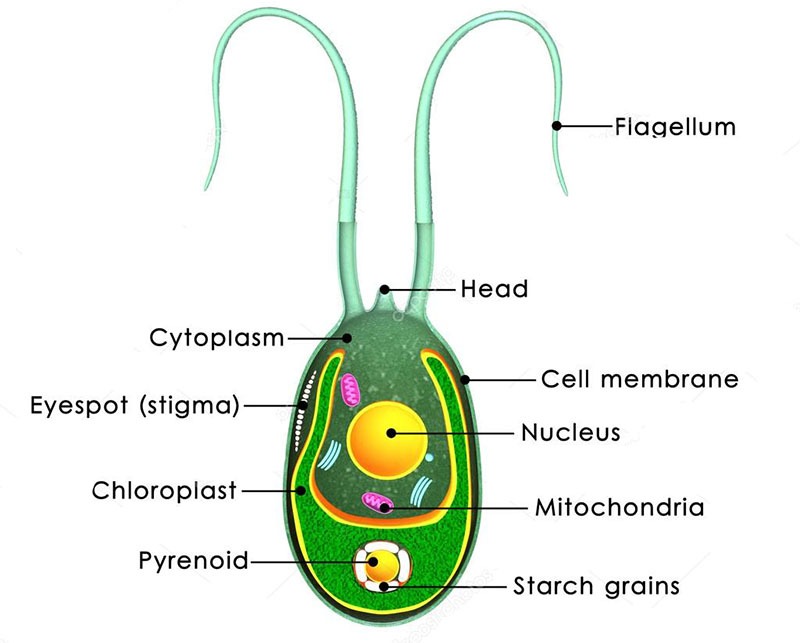 Chlamydomonas Structure and Reproduction