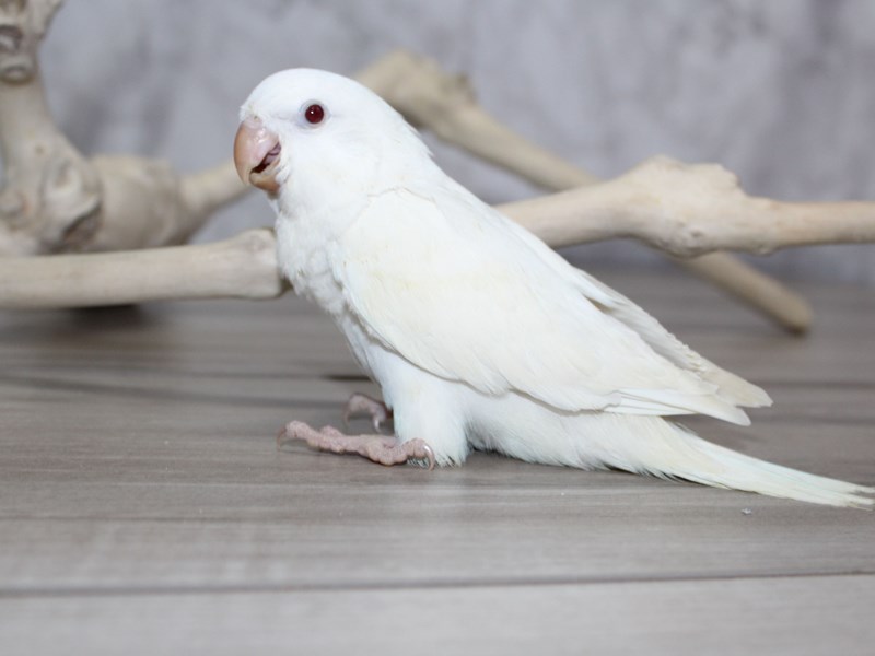 White Quaker Parrots