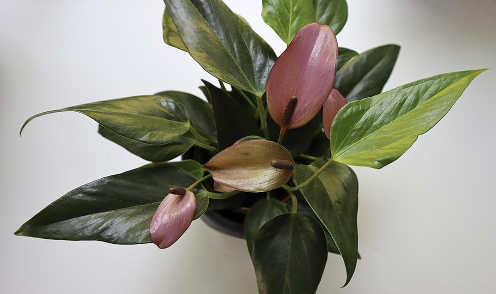 Long lasting flowers 