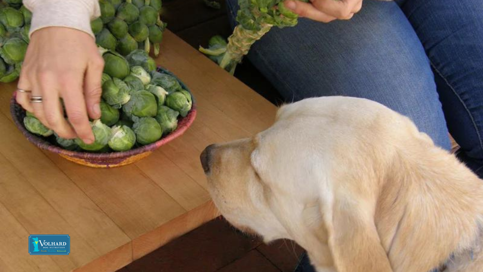 Dog brussels sprouts