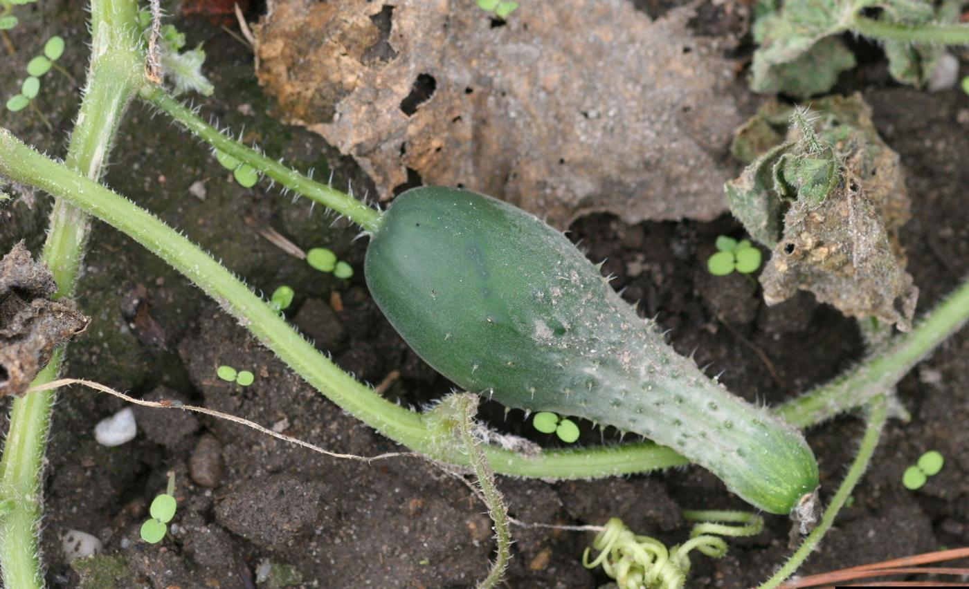Protect cucumber plants against diseases.
