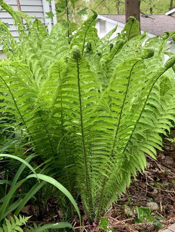 How to Grow Ostrich Ferns From Spore