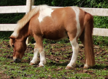 pony ride singapore