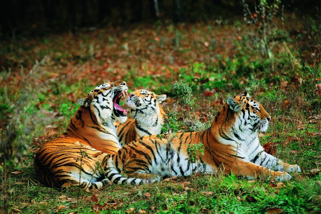 Изображение выглядит как млекопитающее, тигр, большая кошка, Бенгальский тигр

Автоматически созданное описание