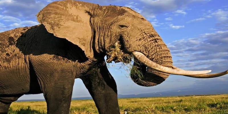 Ý nghĩa của con voi là gì? 