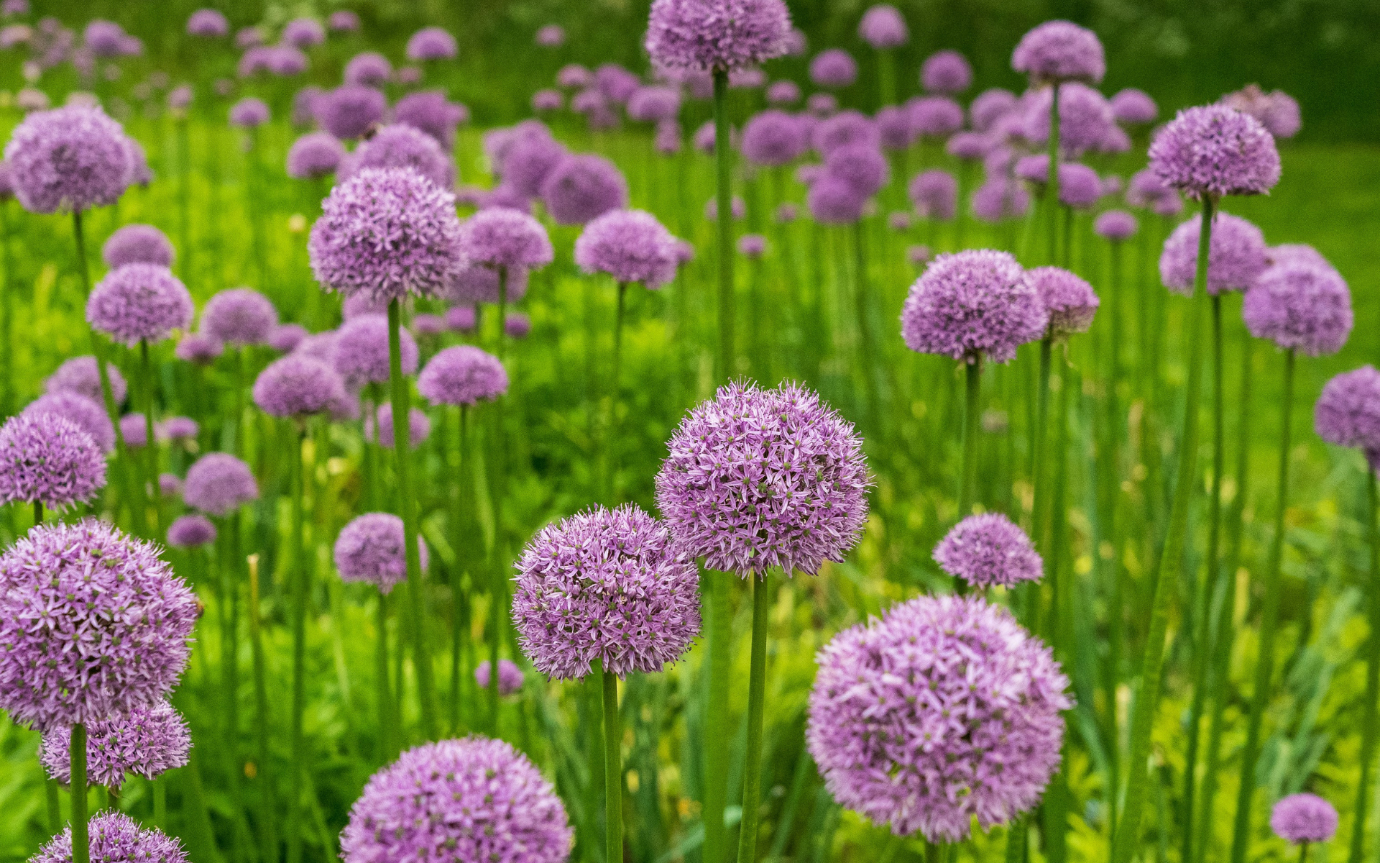 A field of purple flowersDescription automatically generated