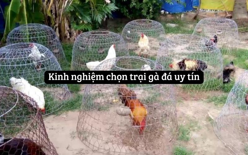 Kinh nghiệm chọn trại gà đá uy tín