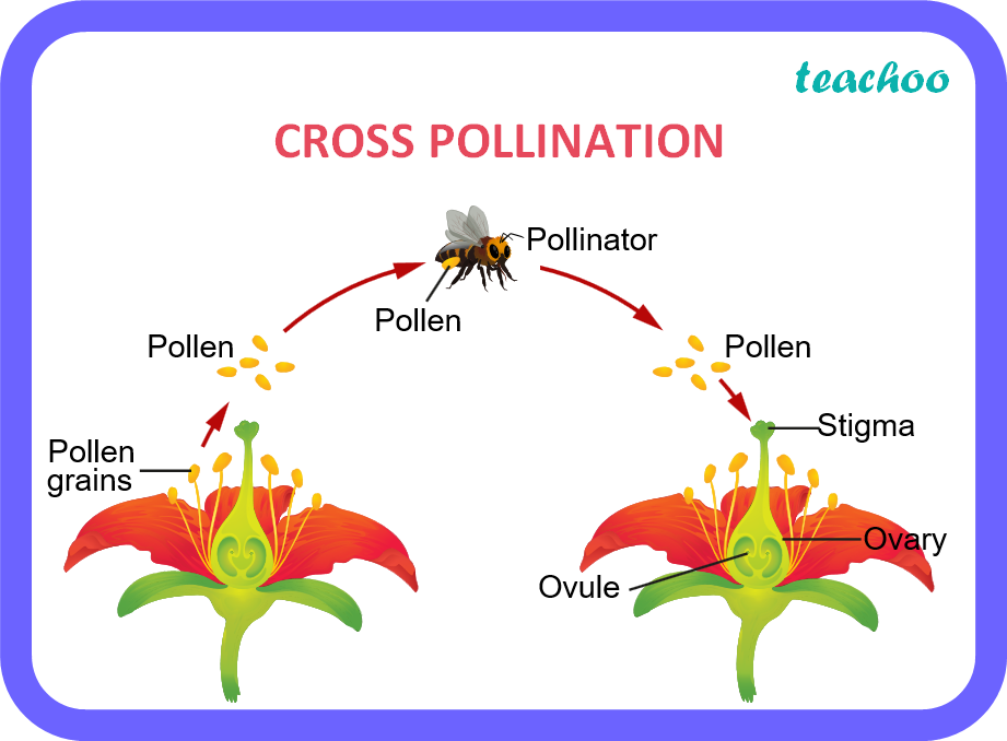 Distinguish between pollination and fertilisation. Mention the site