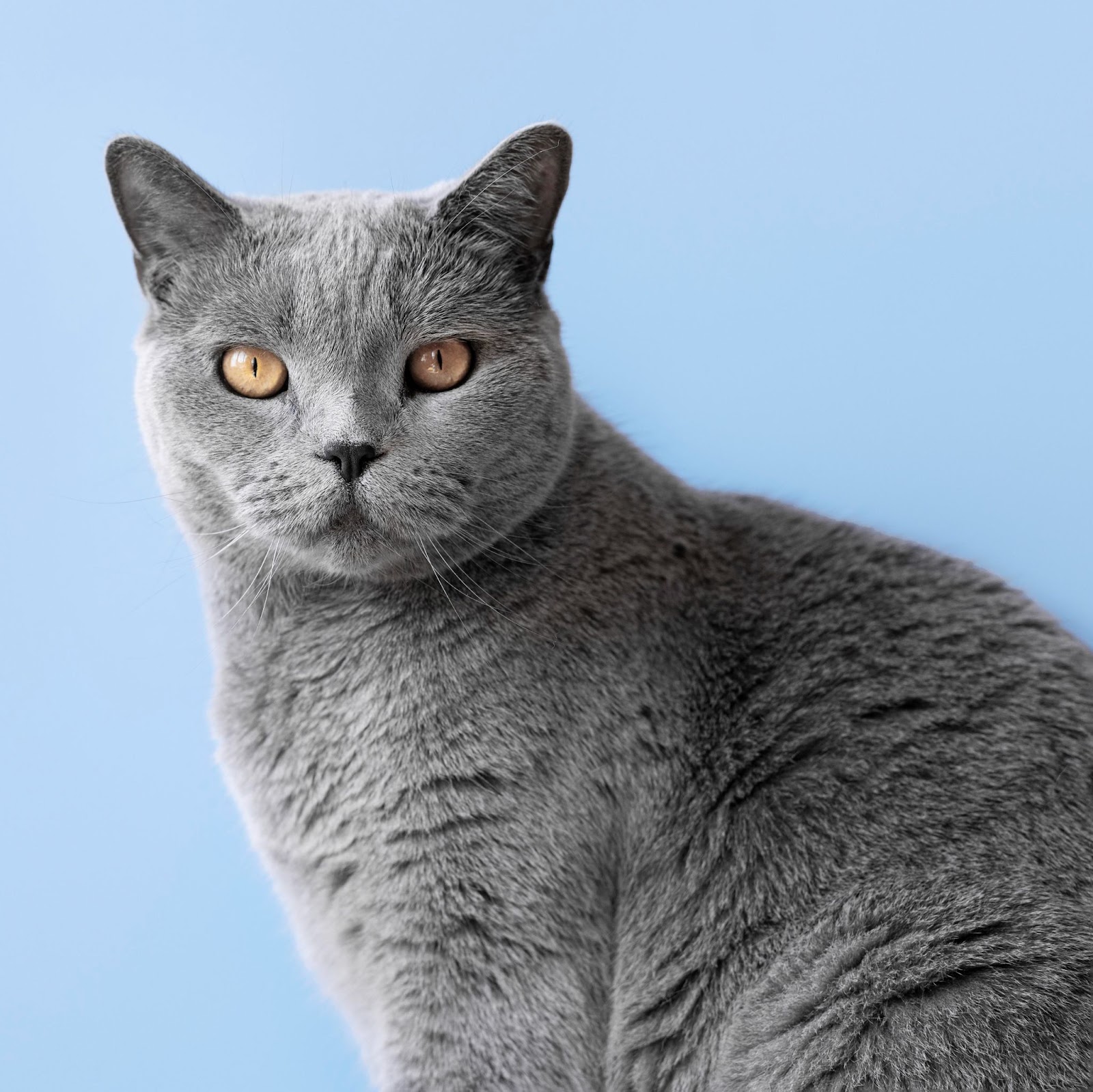 Imge of a Russian Blue cat 