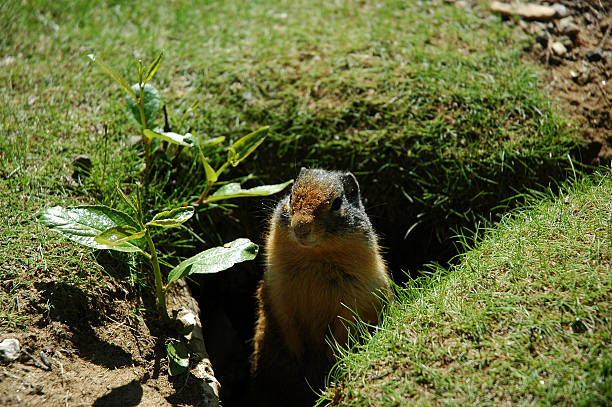 An alert gopher in a garden, its head and shoulders visible, with a curious expression as it surveys its surroundings.