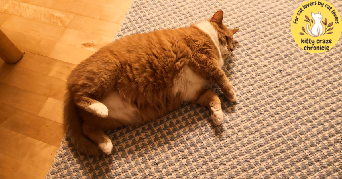 cat throws up after eating Consumed too much food 