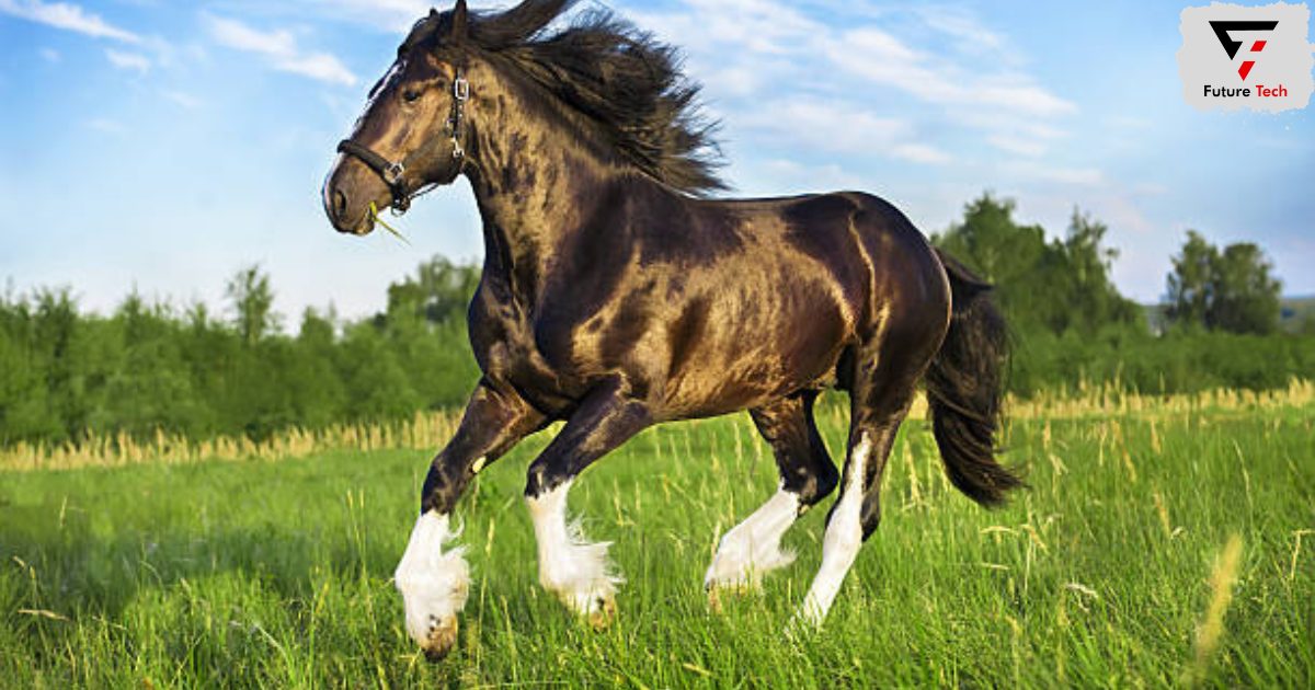 Physical Characteristics That Define The Shire Horse