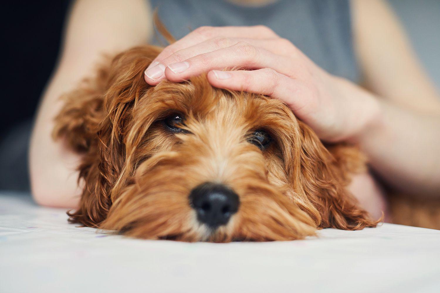 What to Do If Your Dog Has a Seizure