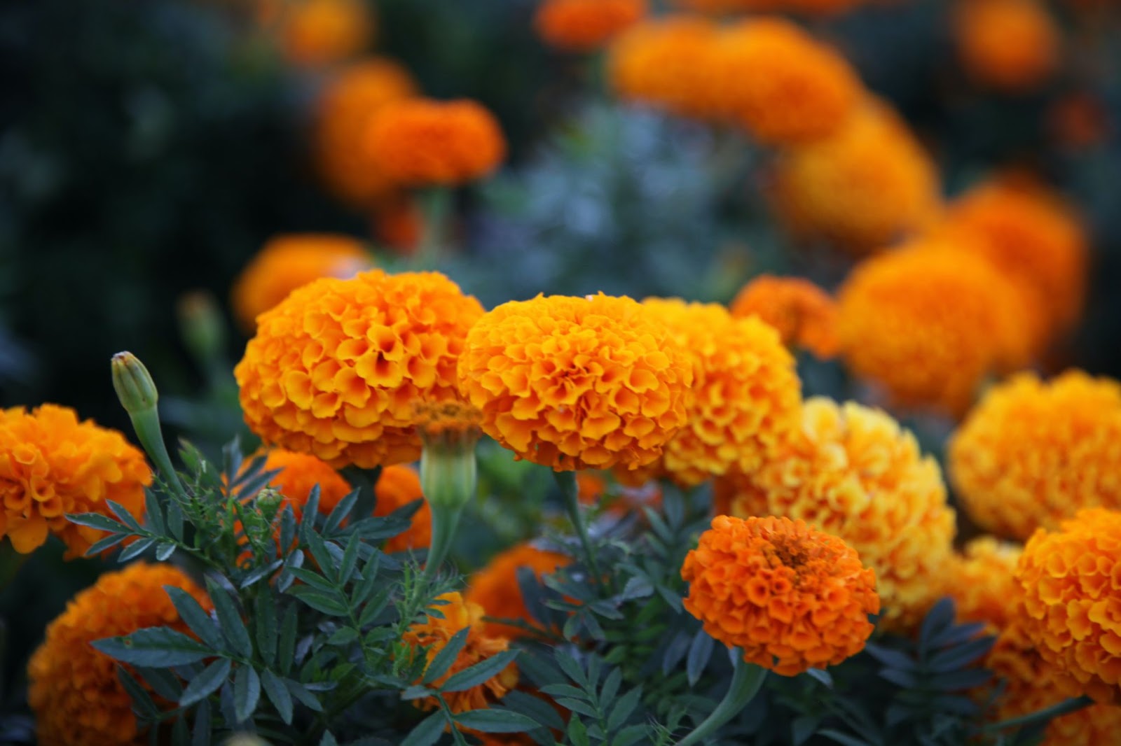 Calendula (Tagetes spp.)