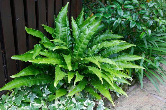 Hart’s Tongue Fern 