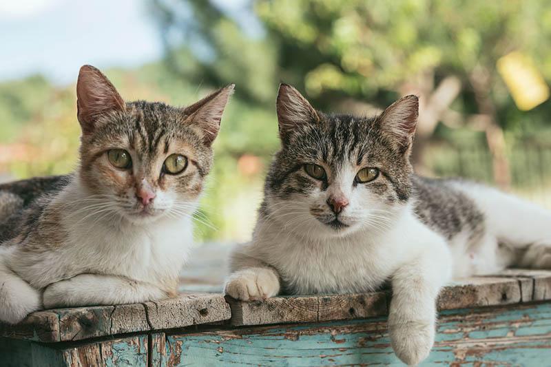 dos gatos callejeros sobre la mesa