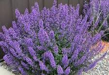 Walker's Low Nepeta, Catmint | High Country Gardens