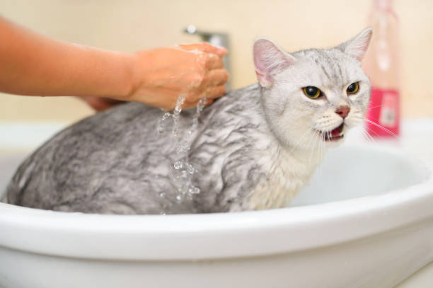 You could be giving your cat baths more frequently than necessary