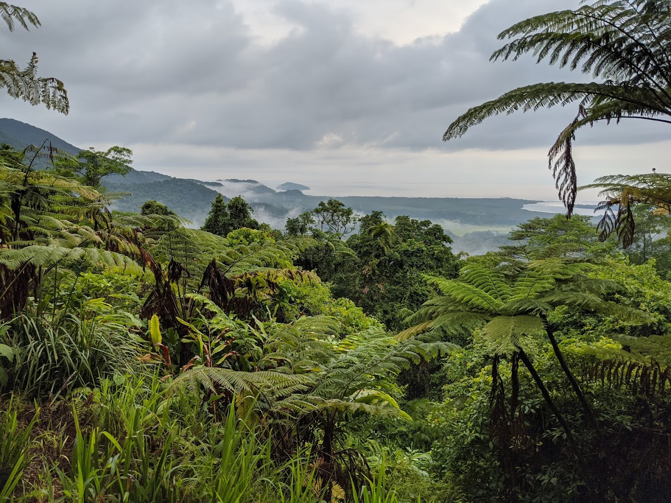 Daintree Rainforest