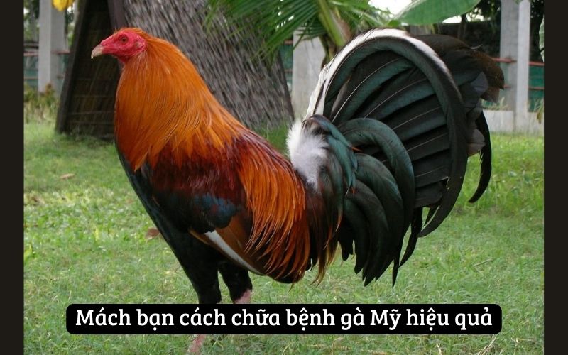 Mách bạn cách chữa bệnh gà Mỹ hiệu quả