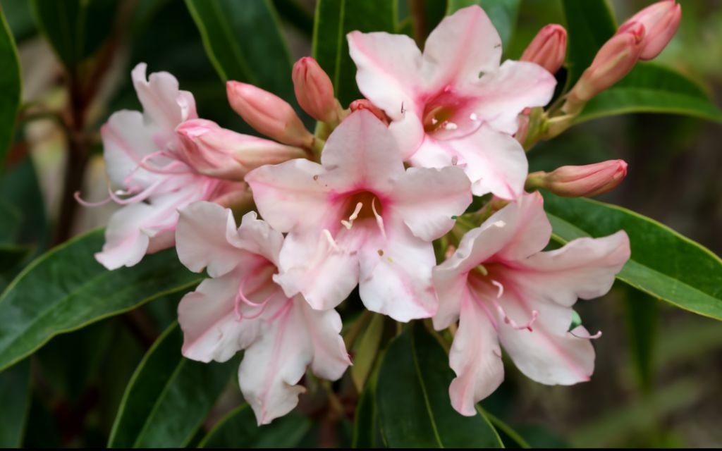 Oleandro (Nerium oleander)