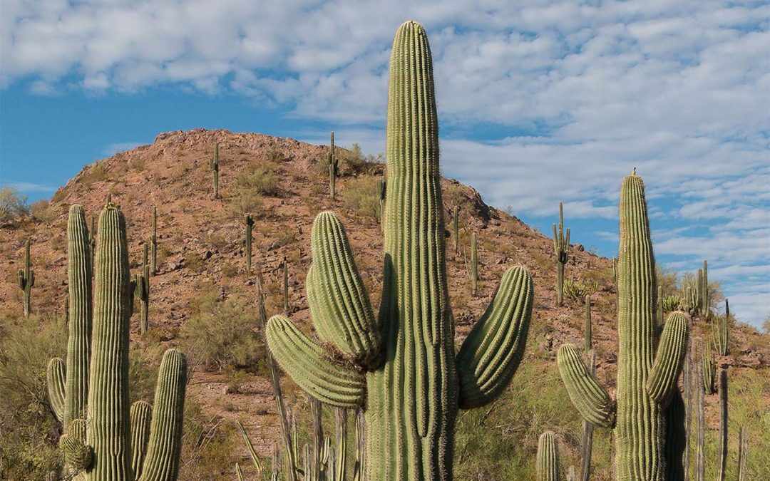 Saguaro Cactus (Carnegiea gigantea)