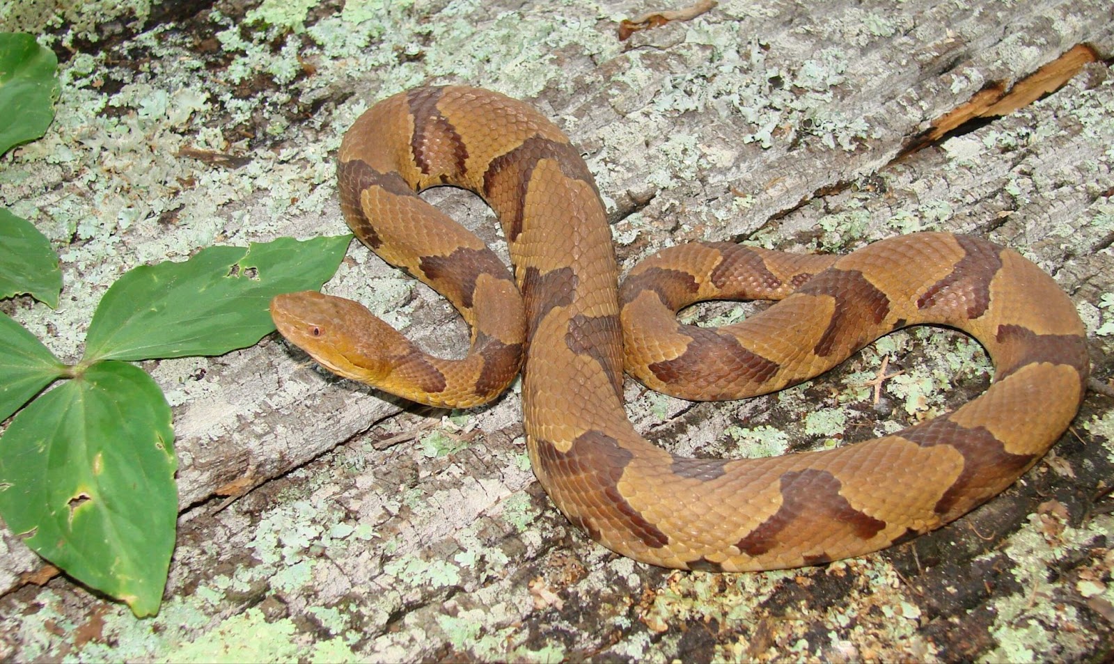 Identify Snakes Georgia