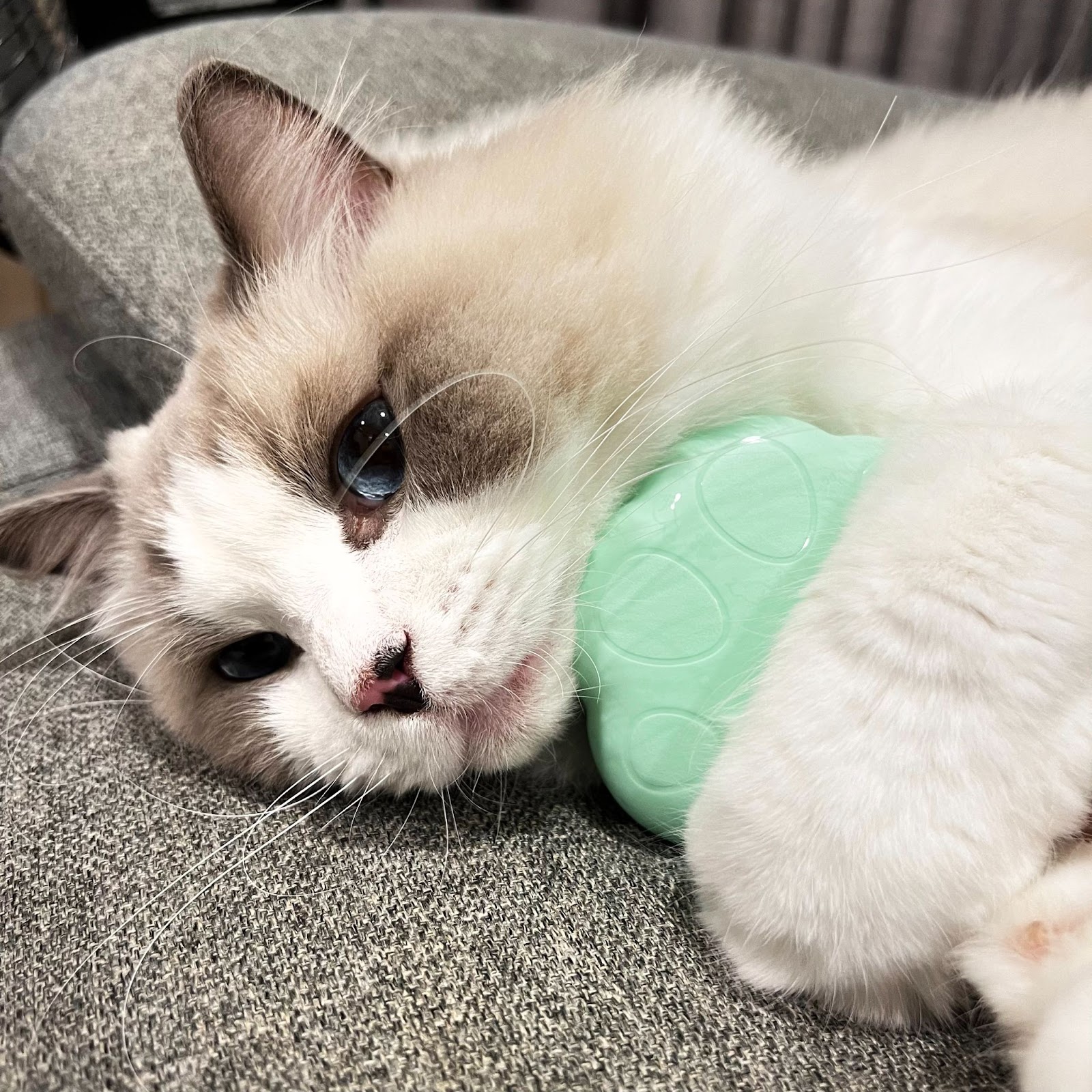 療癒梳毛時光！Tangle Teezer-PET TEEZE