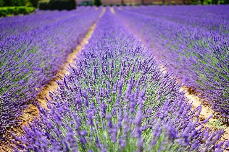 Lavender Cultivation