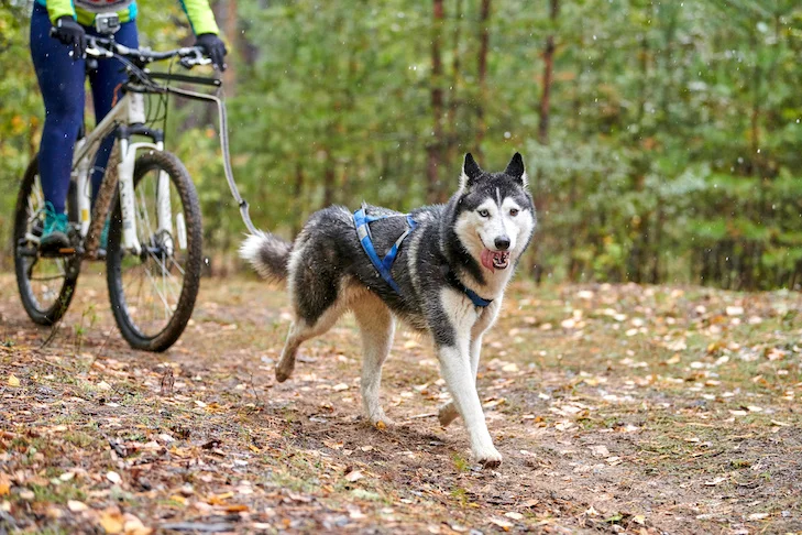 Bikejoring antenna for dog