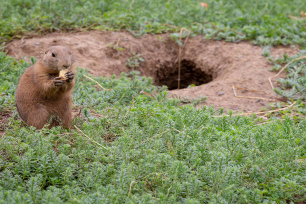 Gopher munching on garden roots, causing damage to plants and threatening a beautiful landscape.