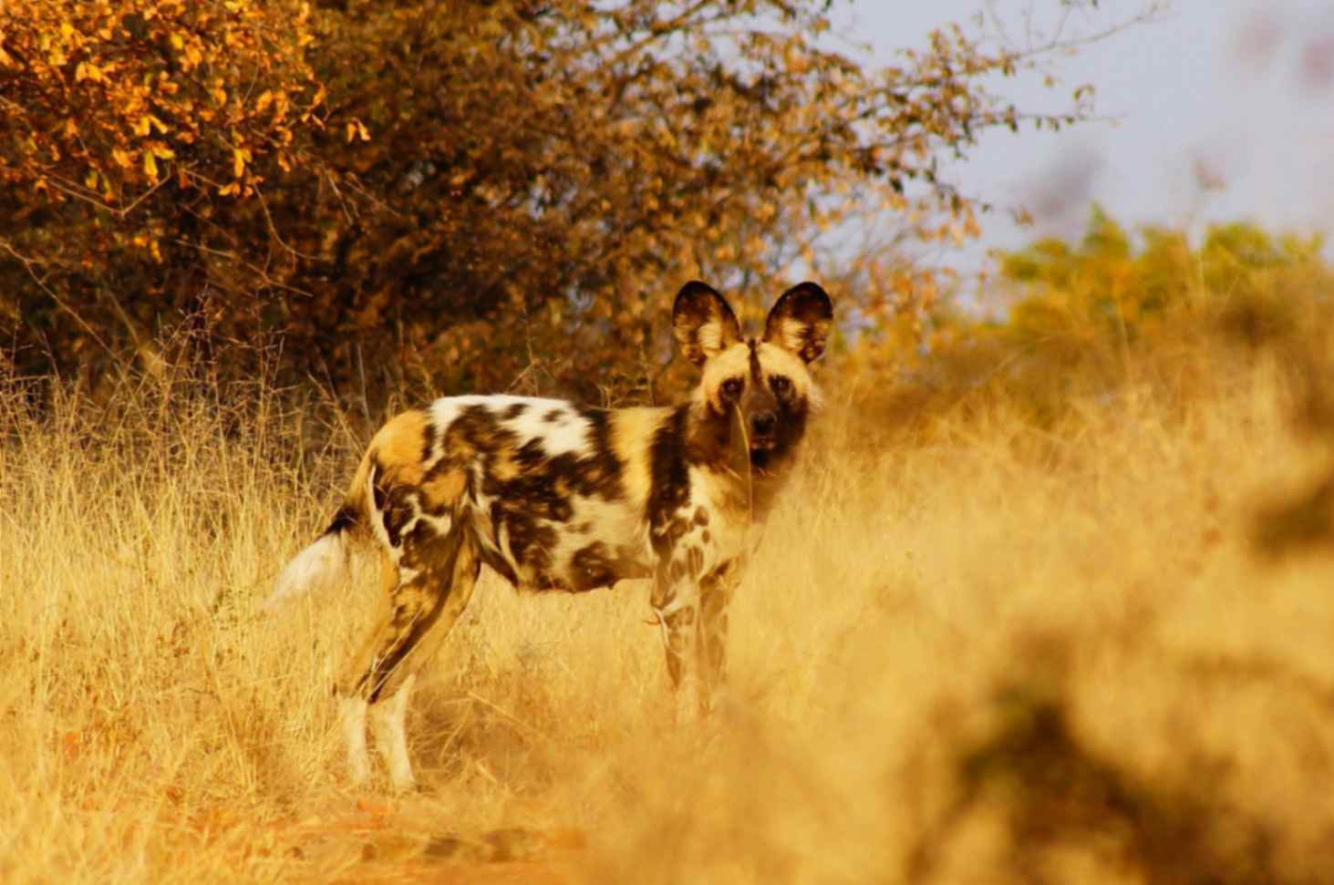 one of the best places in the world to catch the wild dog is at chobe national park.
