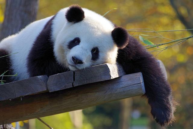 A panda lying on a wood beam
Description automatically generated