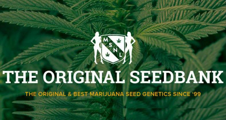 MSNL Seeds Review