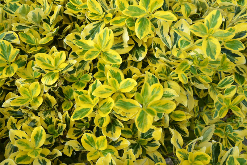 Wintercreeper (Euonymus fortunei)