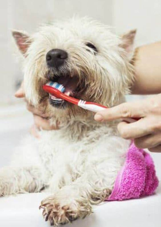 Dog Toothbrushes