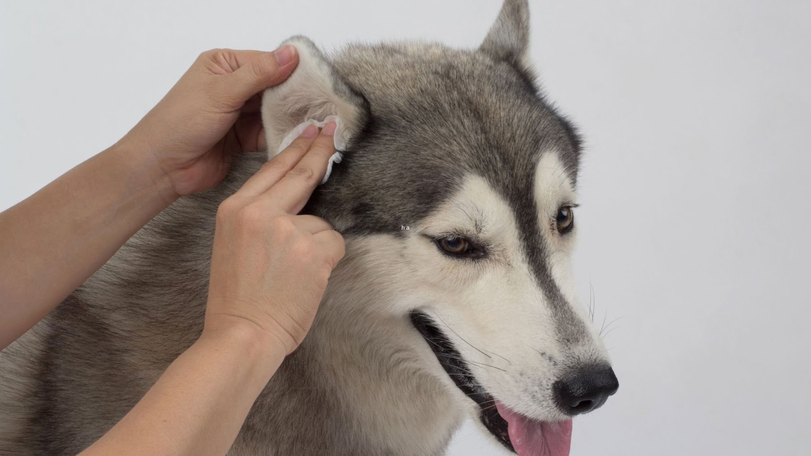 home remedy for dog head shaking hand cleaning husky ear infection