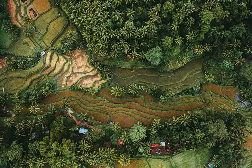 Aerial view of Tegallalang’s rice field